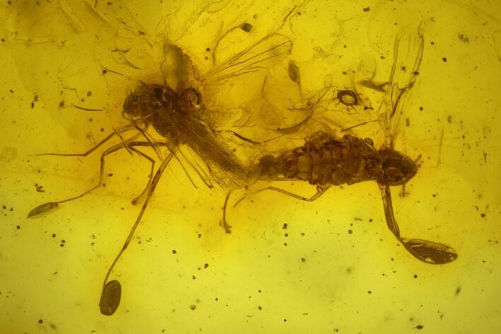 Mating Fossil Flies (Diptera) In Baltic Amber - Rare! #139072